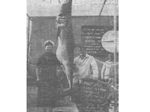 British Mako Shark Captures British Mako Shark Captures