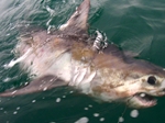 Catching a 600lb+ Porbeagle