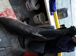 SSACN Shark Tagging SSACN Shark Tagging