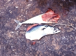 Andy Bradbury Shows How to Make a Mackerel Flapper