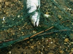 Salmon Netting Salmon Netting