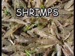 Shrimps Shrimps