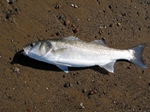 Fishing the Mersey for Bass, Smoothhound and Rays