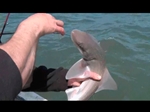 Smoothhound Fishing with Hard Crabs Smoothhound Fishing with Hard Crabs