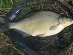 Bream Catchers Club letter