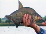 John Wilson Fishes for Bream and Rudd in Ireland John Wilson Fishes for Bream and Rudd in Ireland