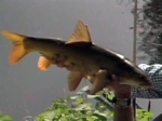 John Wilson Fishes for Barbel in the River Teme