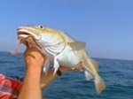 John Wilson Fishes for Cod John Wilson Fishes for Cod