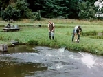 1959 Trout Hatcheries