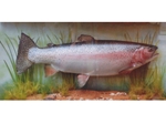 Minor UK Fish Species by Fred Buller MBE Minor UK Fish Species by Fred Buller MBE