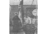 New Mako Shark Information New Mako Shark Information