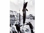 Mevagissey Mako Shark Mevagissey Mako Shark