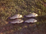 The Crucian Carp by Peter Rolfe