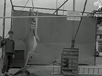 Record Mako Shark for Mr S Miller of 435lbs on 27th June 1964 Record Mako Shark for Mr S Miller of 435lbs on 27th June 1964