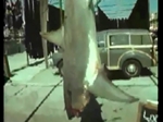 Shark Fishing in Looe 1959 - Brig. Caunter's Thresher and Record Blue Shark Fishing in Looe 1959 - Brig. Caunter's Thresher and Record Blue
