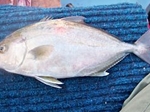 Record Greater Amberjack